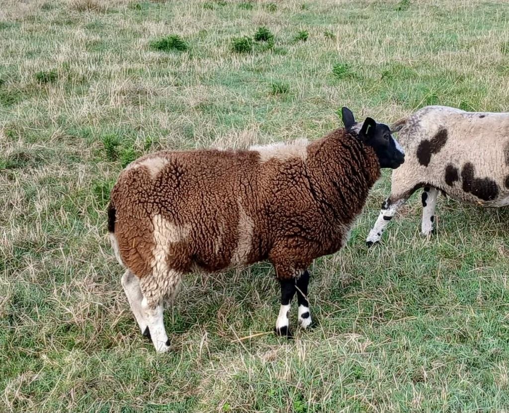 schapen, Mannelijk, Schaap, 0 tot 2 jaar