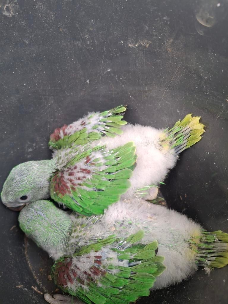 Grote alexander parkiet, Dieren en Toebehoren, Vogels | Parkieten en Papegaaien, Parkiet, Geringd
