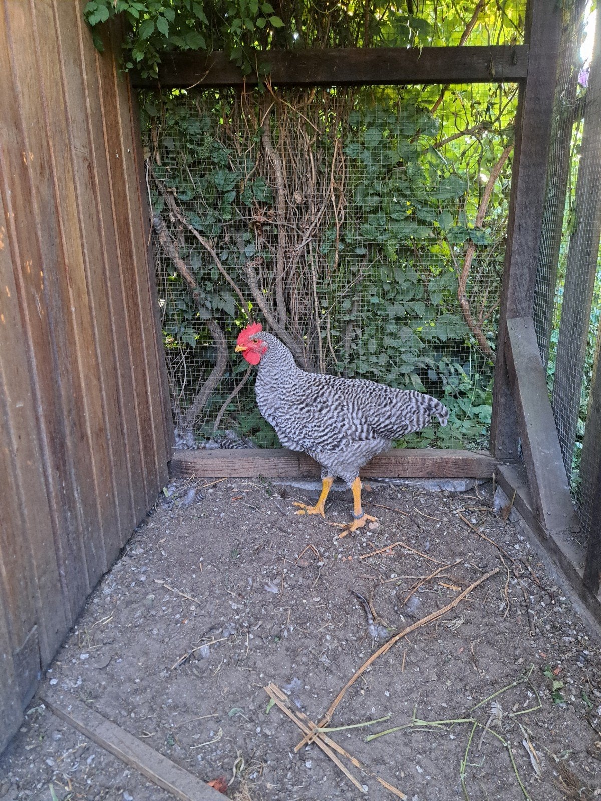 Amrock haan, Animaux & Accessoires, Volatiles, Mâle, Poule ou poulet