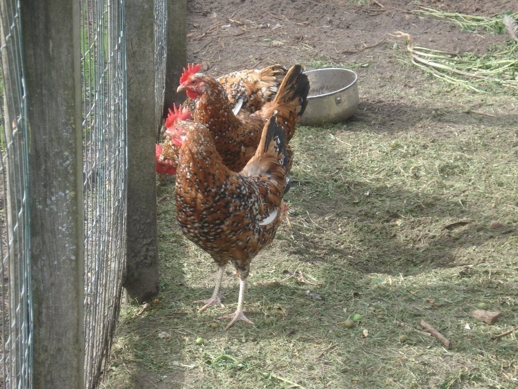 leghorn hennen (duizendkleur, porselein), Femelle, Poule ou poulet