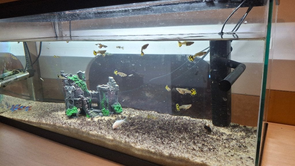 Aquarium CIANO 80 en eau + poissons, Aquarium d'eau douce rempli, Comme neuf, Enlèvement, Poissons inclus