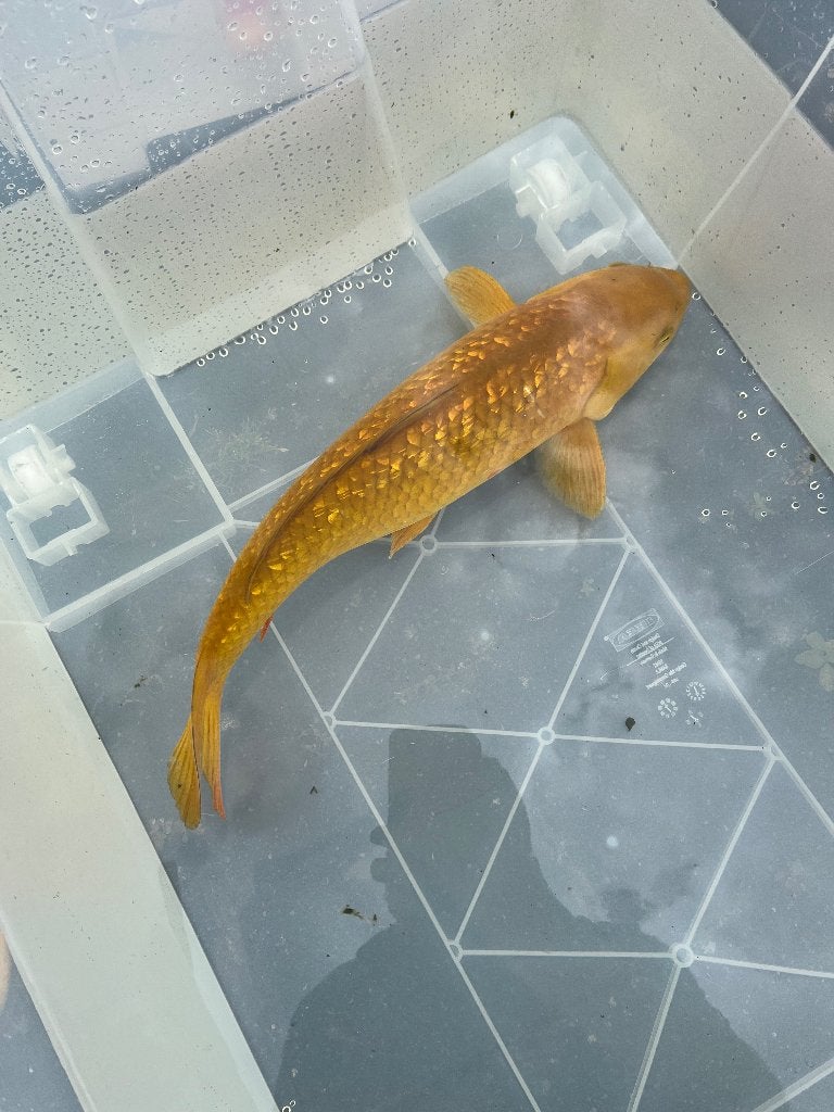 6 koi’s, Dieren en Toebehoren, Vissen | Vijvervissen, Karper of Koi