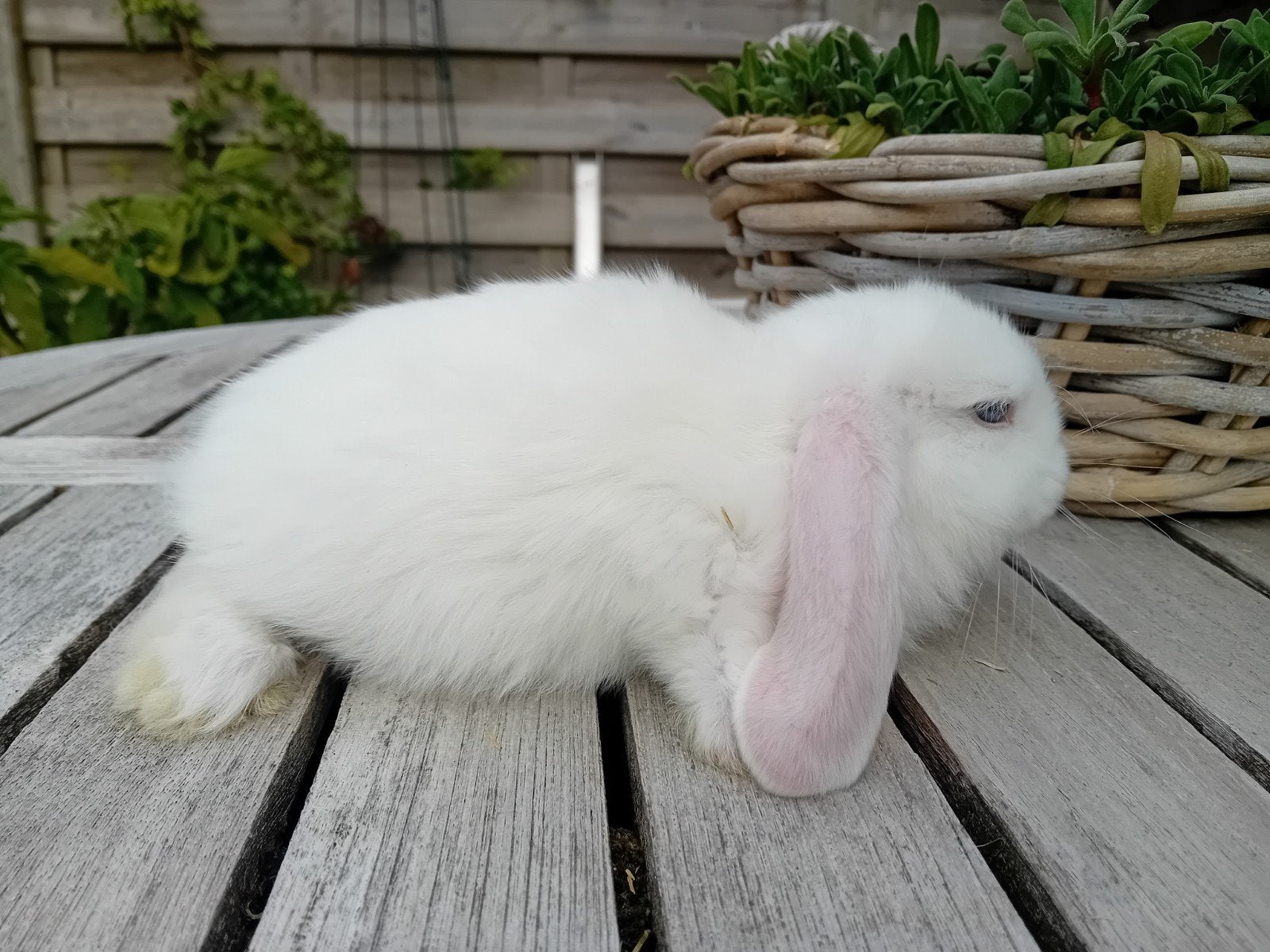 Franse hangoor voedster, Dieren en Toebehoren, Konijnen, Vrouwelijk, Groot, Hangoor, 0 tot 2 jaar