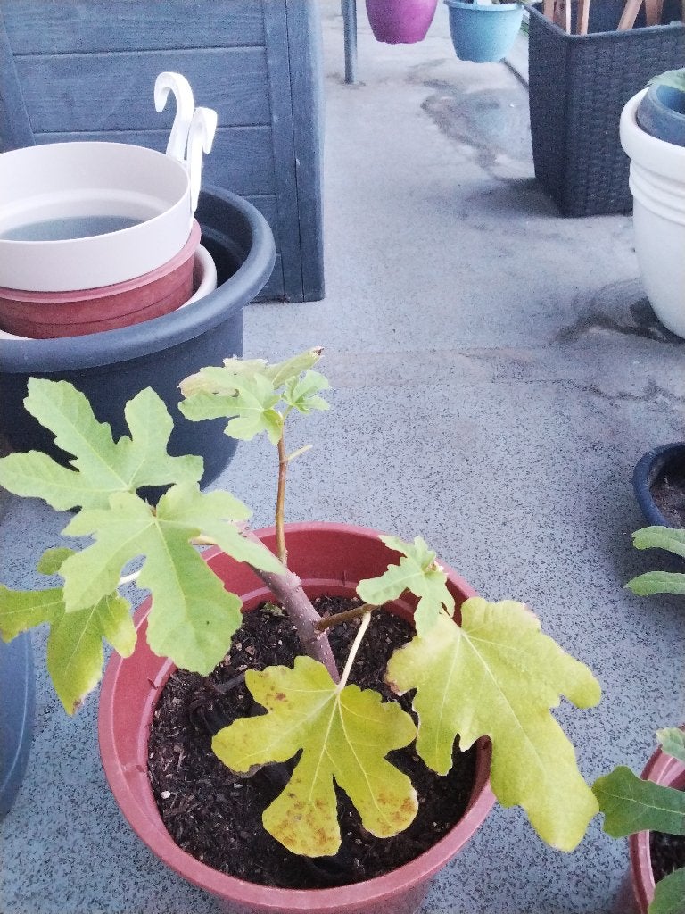plante, Tuin en Terras, Planten | Fruitbomen, Ophalen, Minder dan 100 cm, Volle zon, In pot
