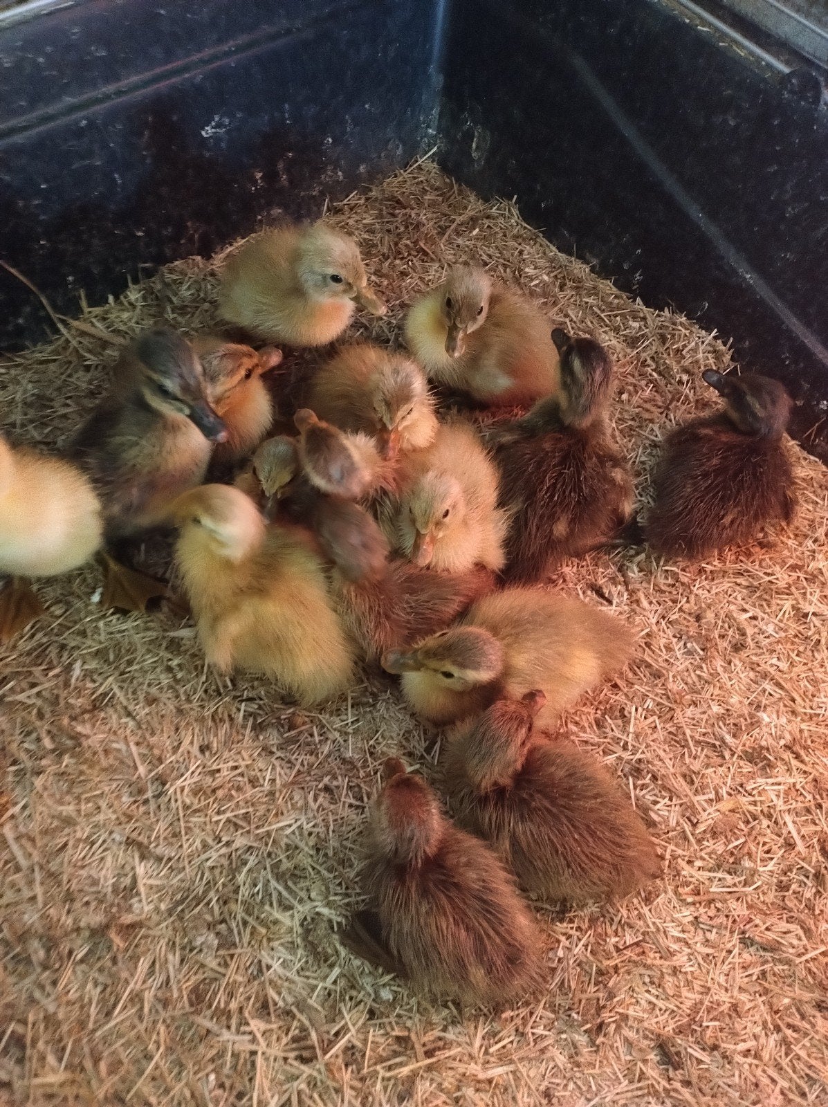Indische loopeenden kuikens, Dieren en Toebehoren, Geslacht onbekend, Eend