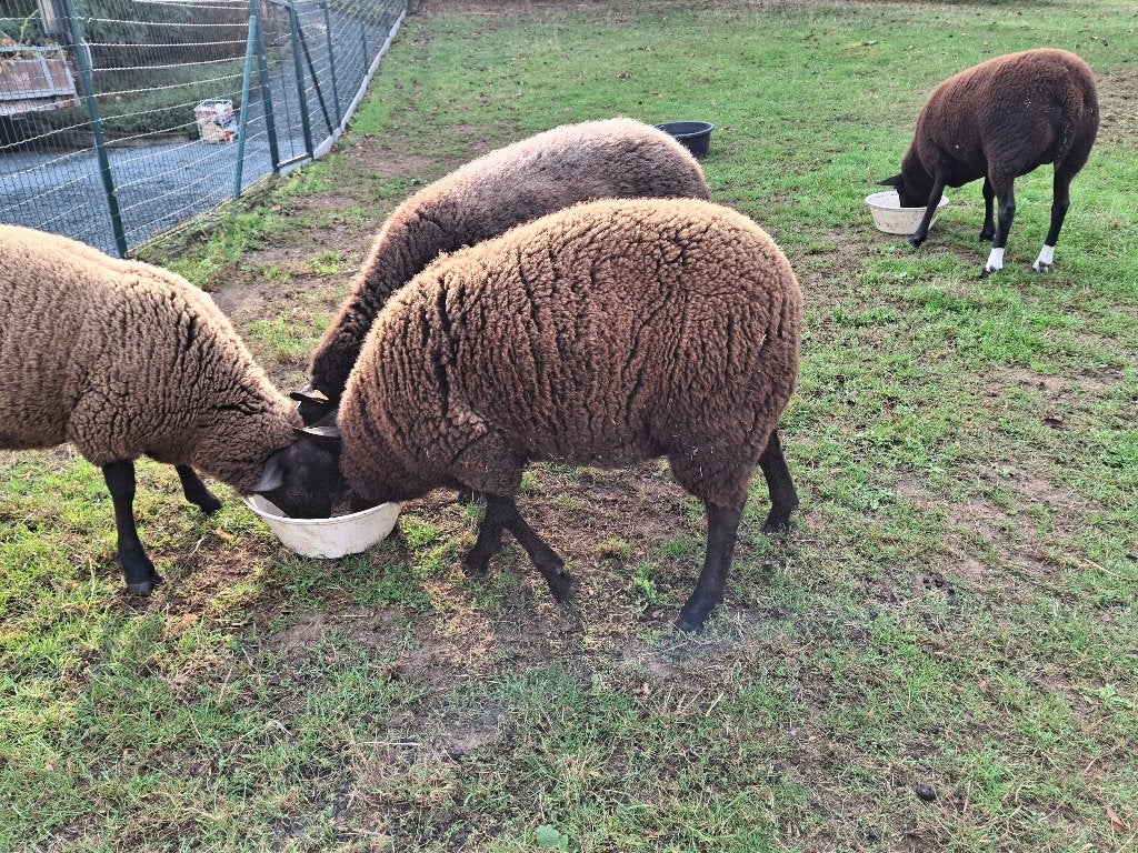 Schapen te koop, Schaap, 0 tot 2 jaar