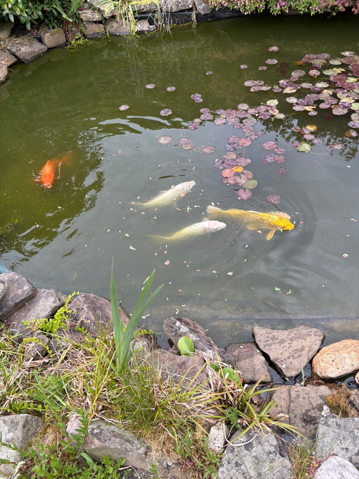 5 koi vissen te koop, Karper of Koi