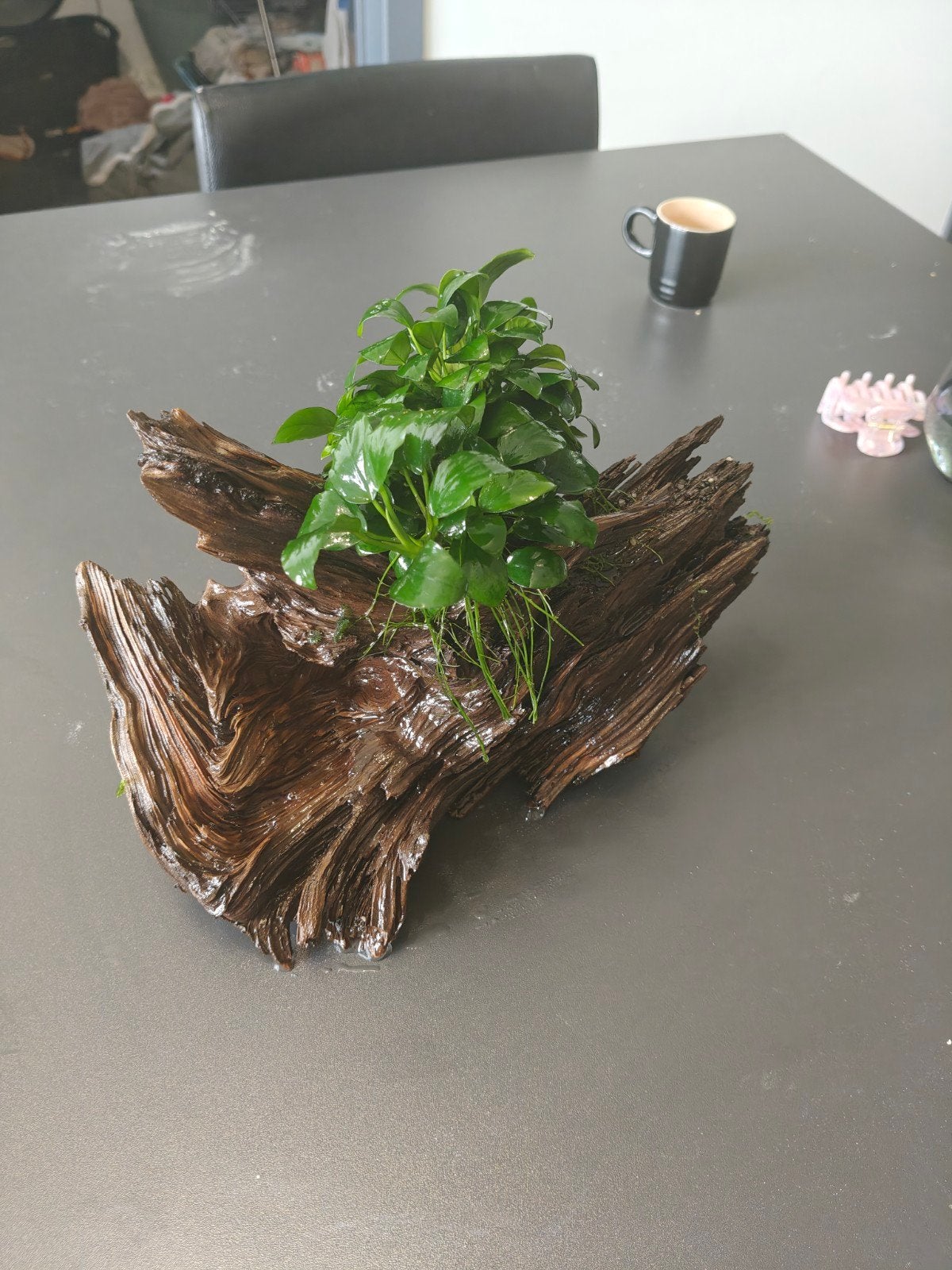 Aquariumhout met anubias, Ophalen