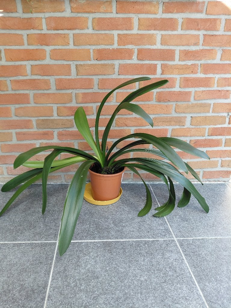 Clivia plant, geeft elk jaar prachtige bloemen <3, Ophalen