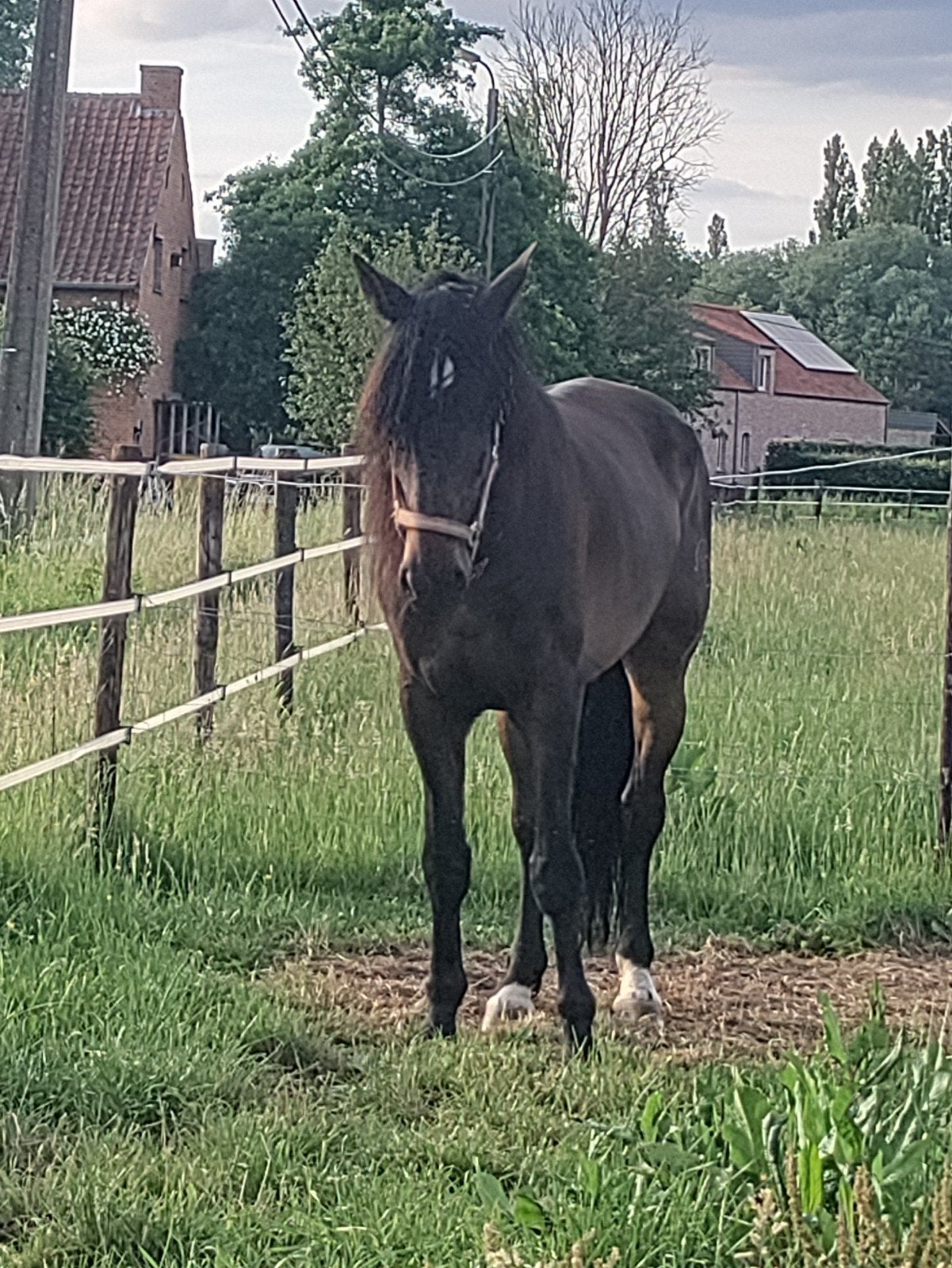 Cheval de loisir à vendre/échanger, Hongre, Cheval de récréation