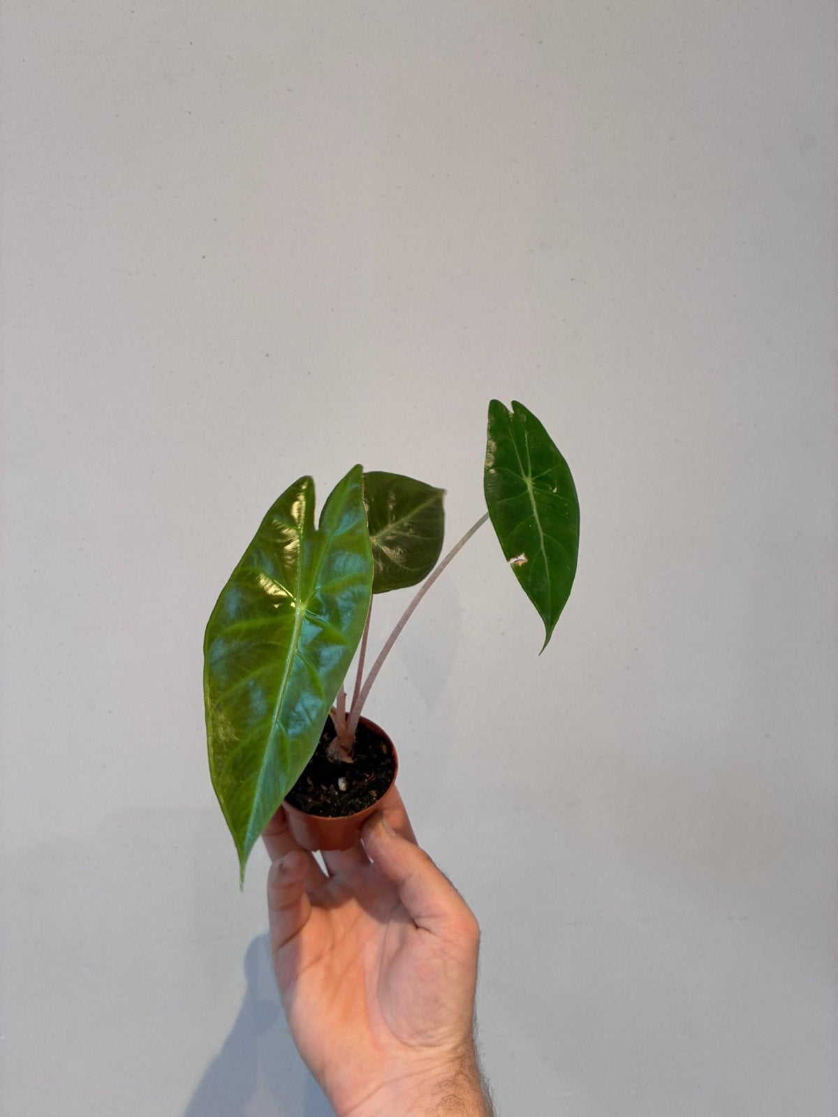 Alocasia pink dragon, Ophalen