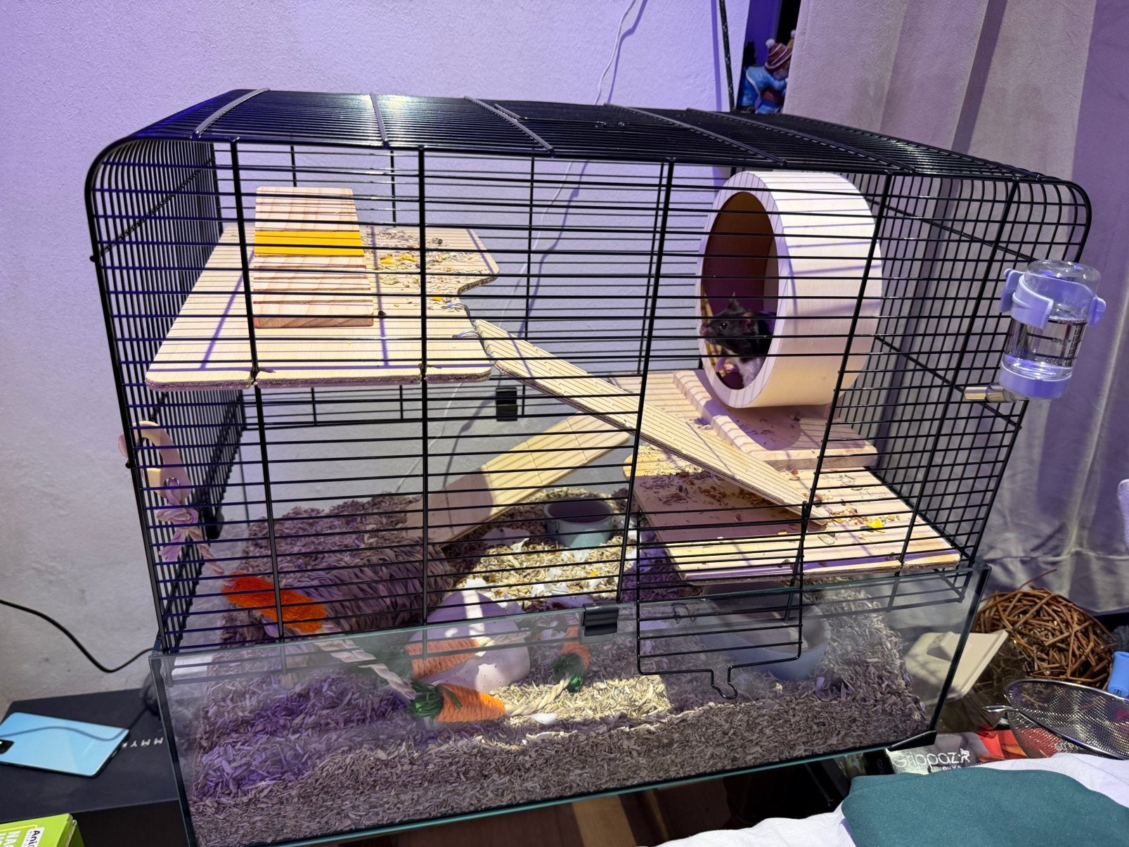Hamsterkooi met looprad, huisje en drinkbusje, Neuf, Moins de 60 cm, Cage, Hamster