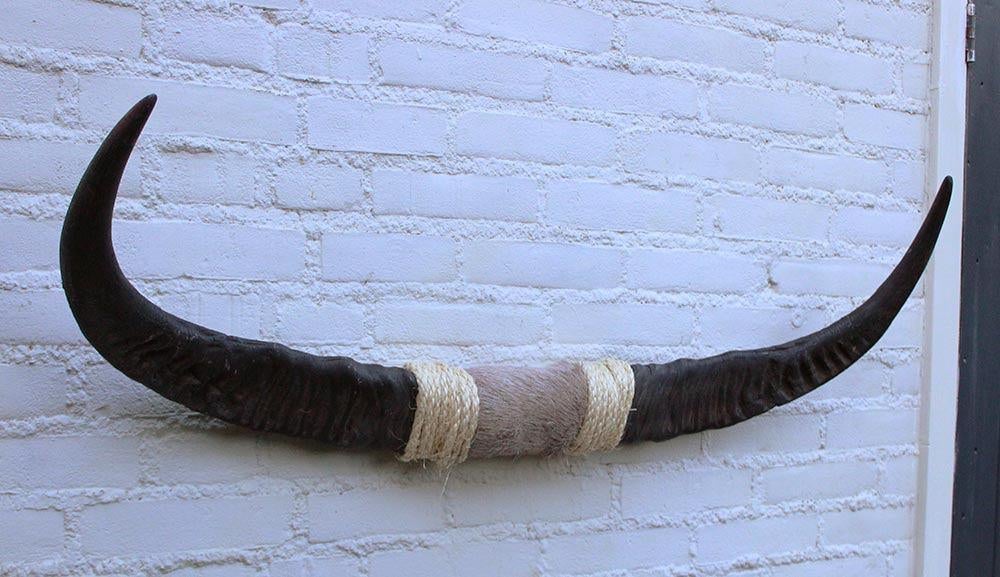 Texas style BULLBAR- 96 cm - waterbuffel hoorns (ref. i2), Verzamelen, Dierenverzamelingen, Ophalen of Verzenden, Nieuw, Boerderijdier