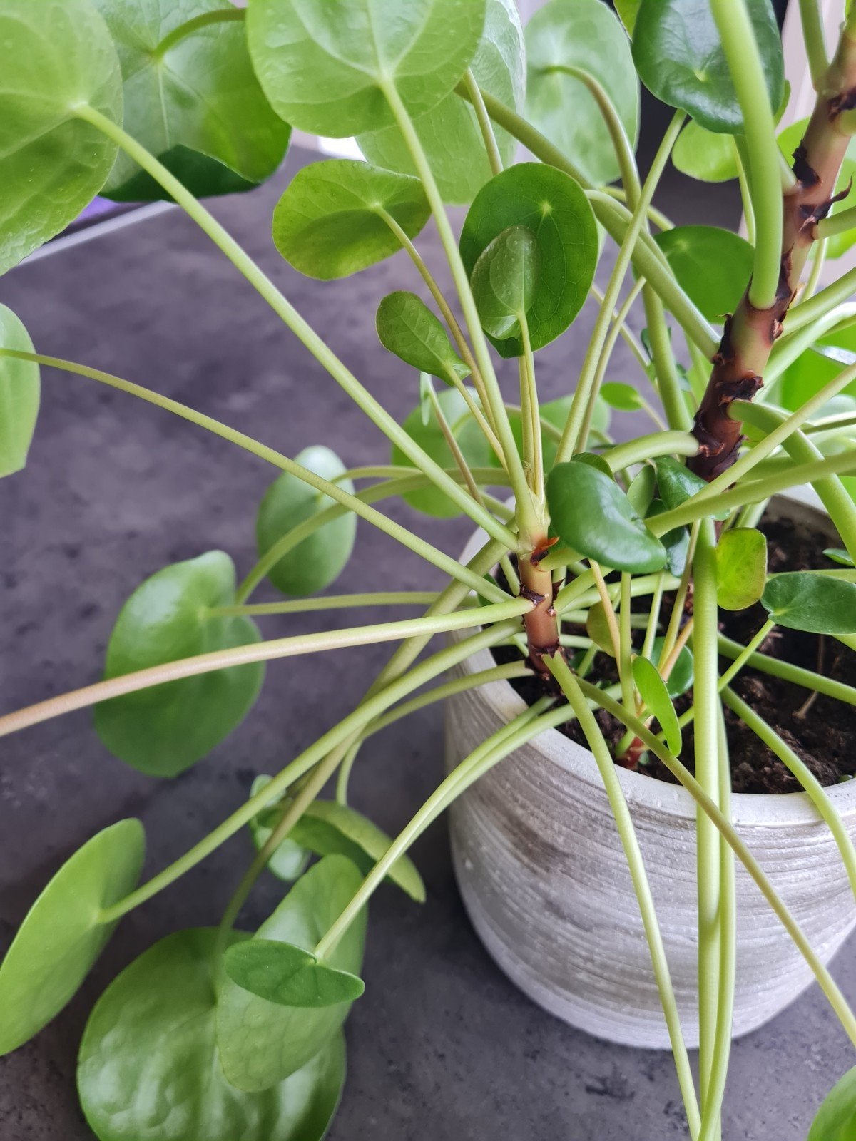 Découpe de plantes à crêpes, Plante verte, Enlèvement, Autres espèces, Ombre partielle