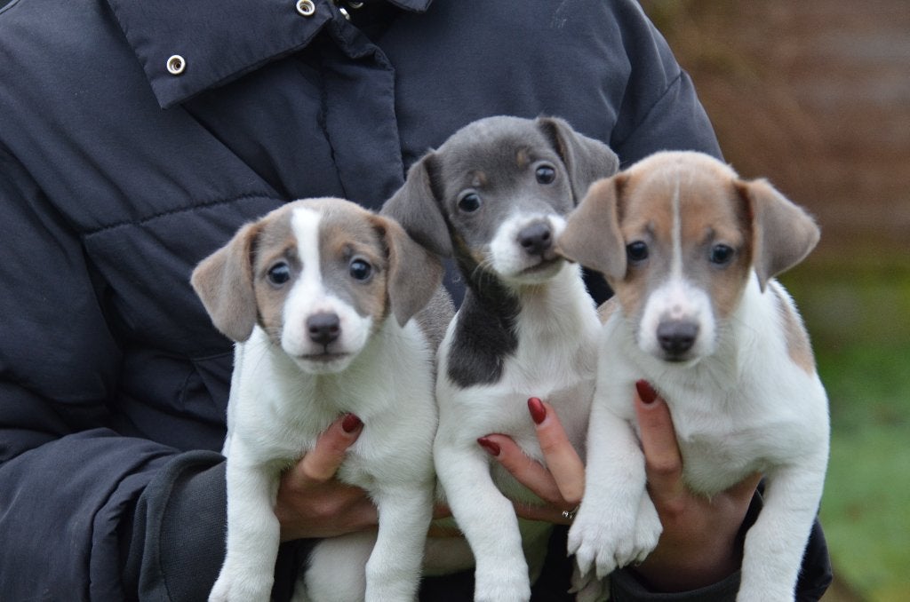 Jack Russell pups blauw/lilac, Dieren en Toebehoren, België, Jack Russell Terriër, CDV (hondenziekte), 8 tot 15 weken