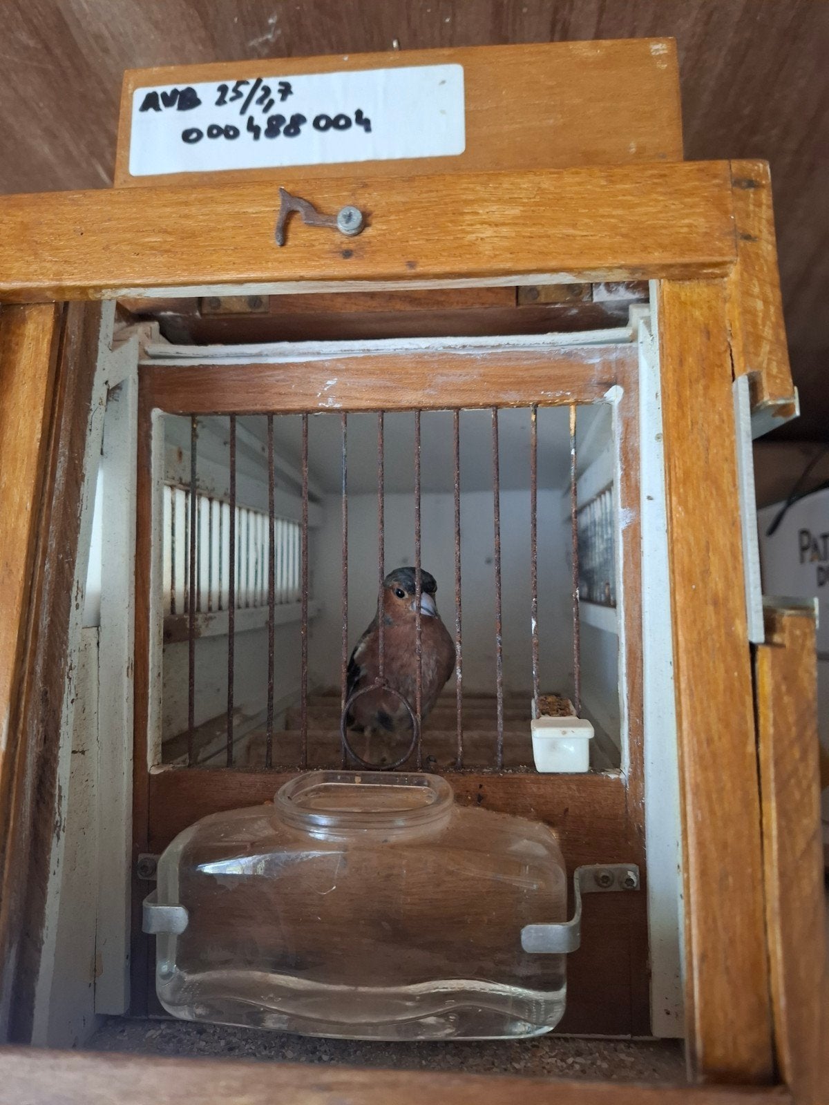 Botvink wildkleur, Dieren en Toebehoren, Ophalen