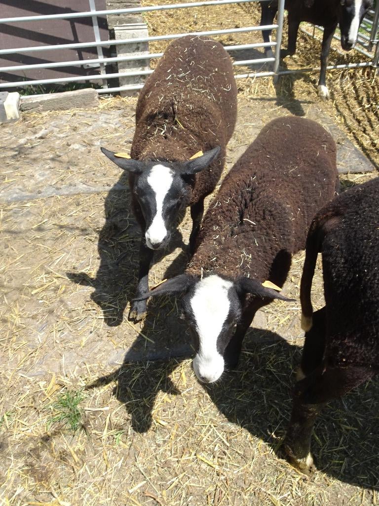 zwartbleslammeren, Plusieurs animaux, Mouton, 0 à 2 ans
