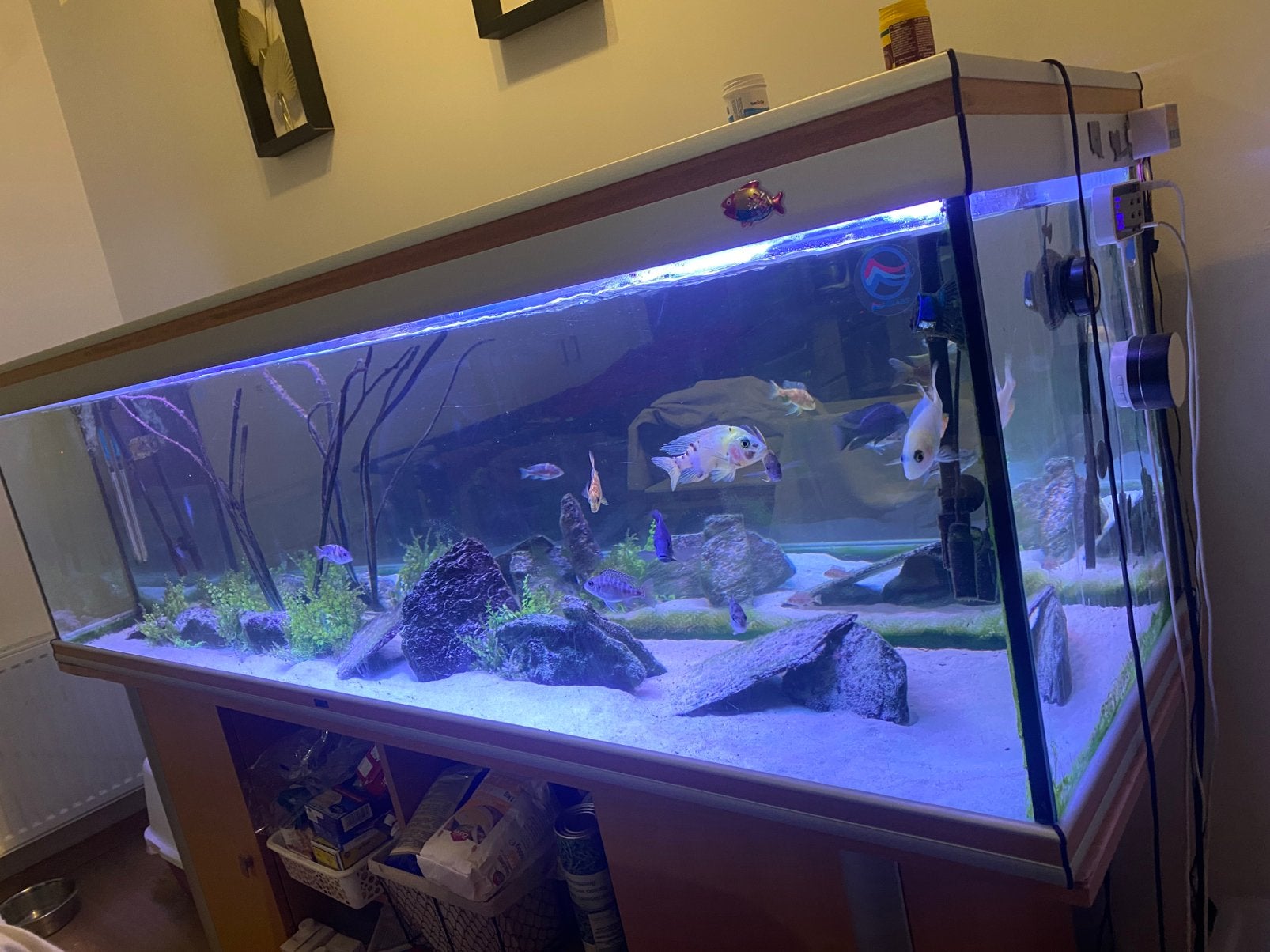 Lot de 10 cichlideé + aquarium de 2M avec led + ponpe+2, Poisson d'eau douce