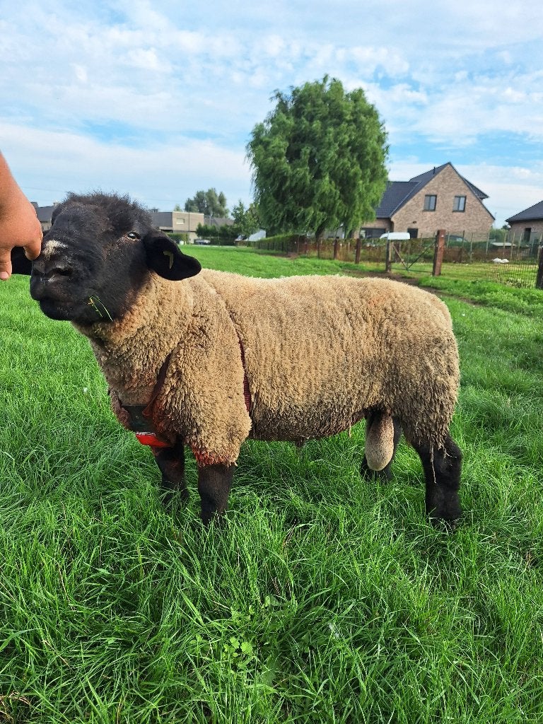 Stamboek suffolk ram, Dieren en Toebehoren, Mannelijk, Schaap, 3 tot 5 jaar