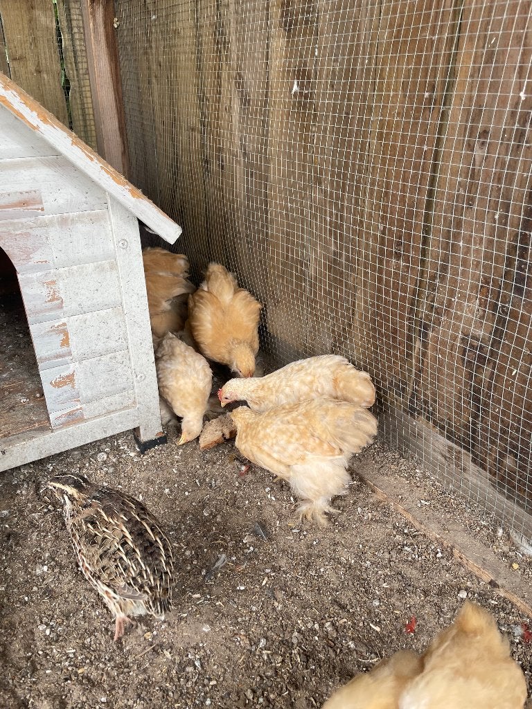 Cochin kriel geelkoekoek haantjes, Dieren en Toebehoren, Mannelijk, Kip