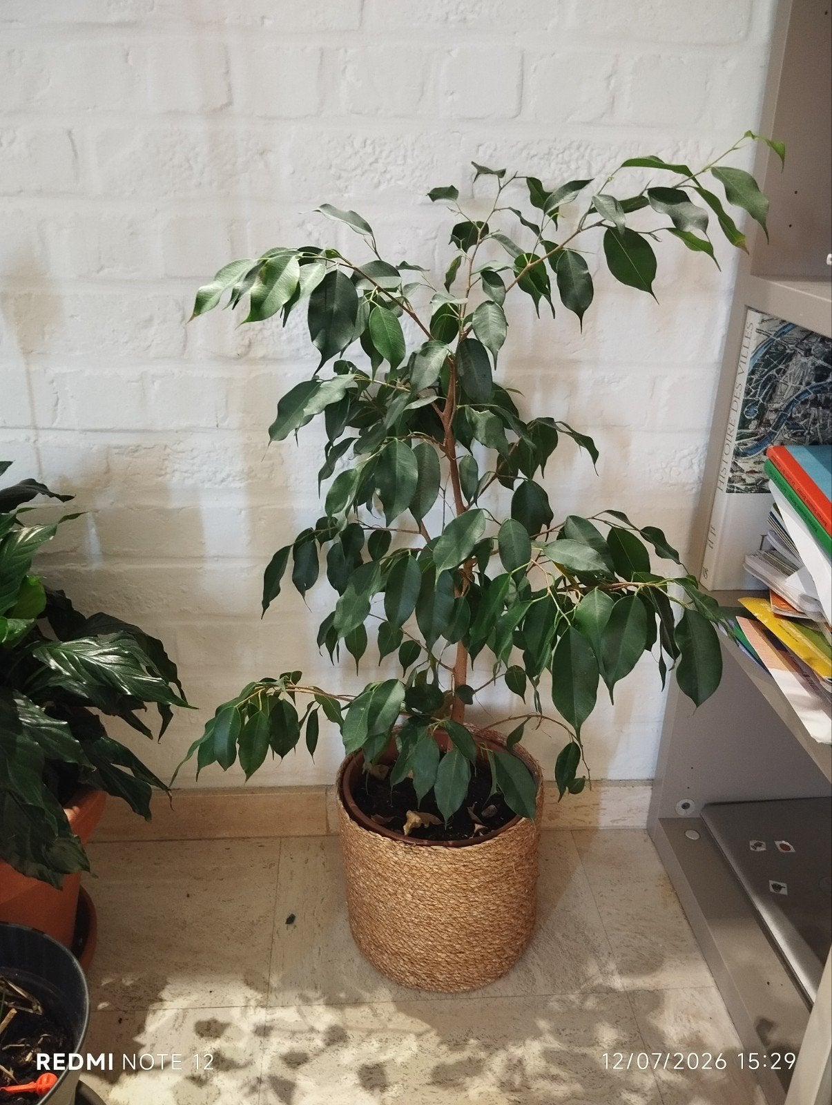 Ficus, Enlèvement, Ficus