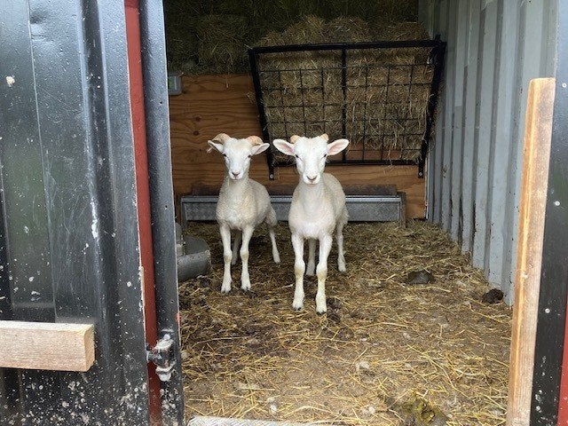 Te koop: Wiltshire Horn lammeren met stamboek papieren., Animaux & Accessoires, Moutons, Chèvres & Cochons, Mouton