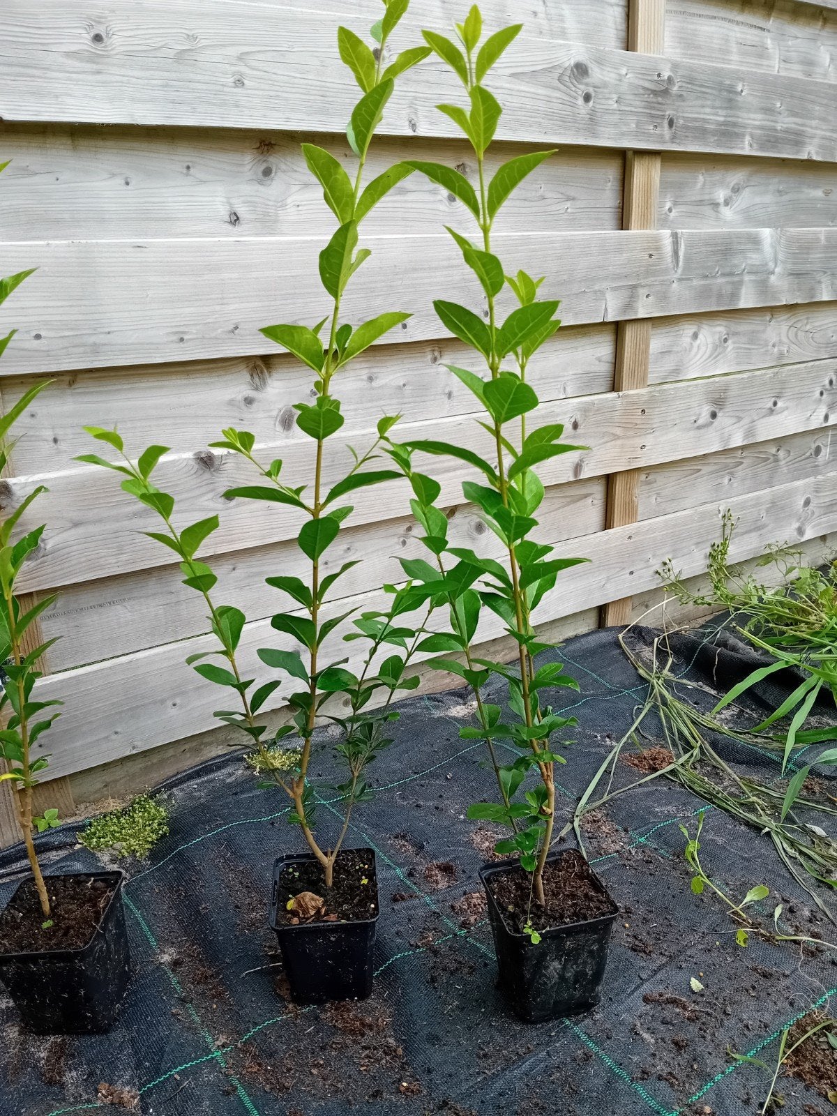 Ligustrum, Ophalen