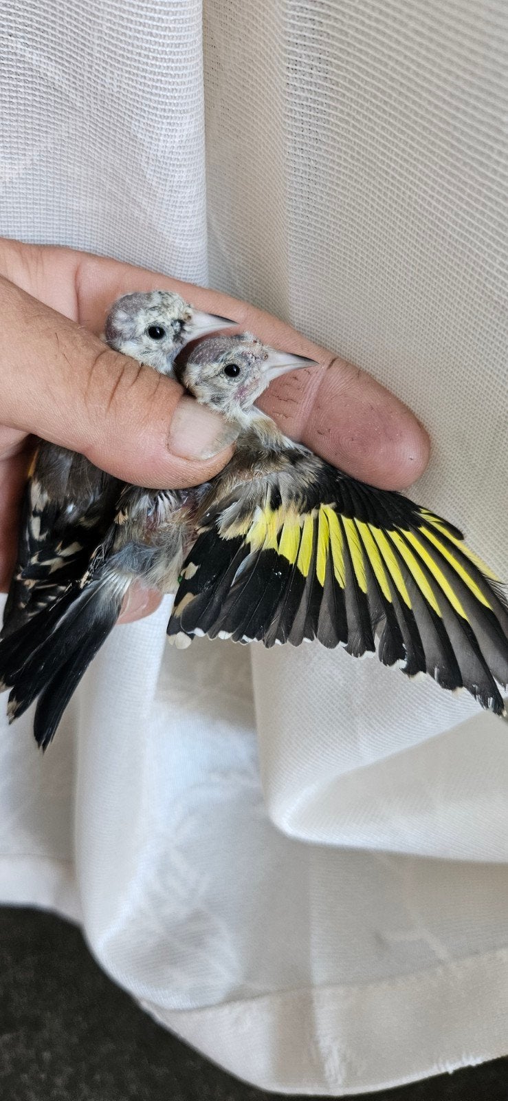 Jonge parva te koop, Bagué