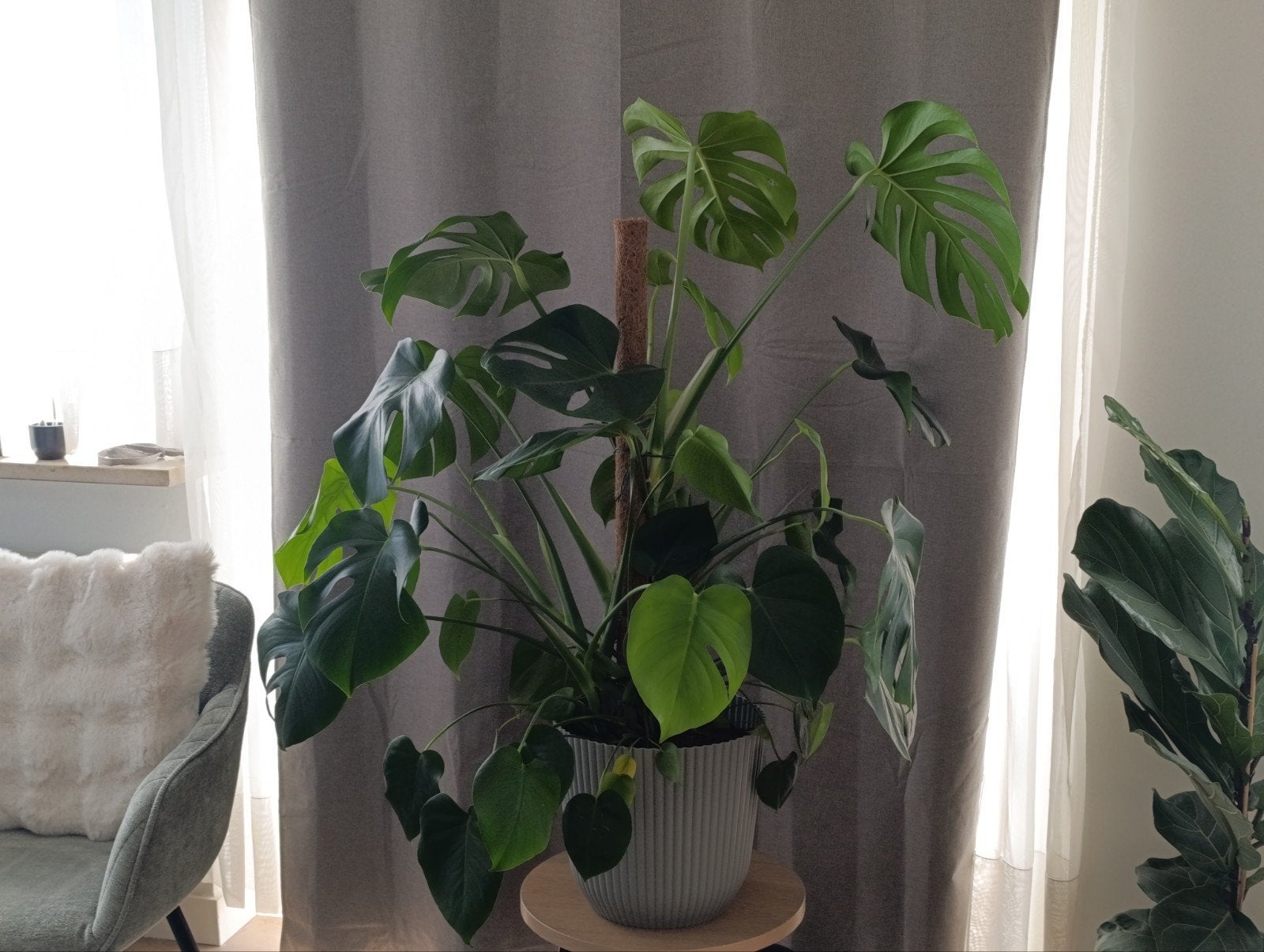 Monstera Deliciosa 'Gatenplant' 90m, Enlèvement