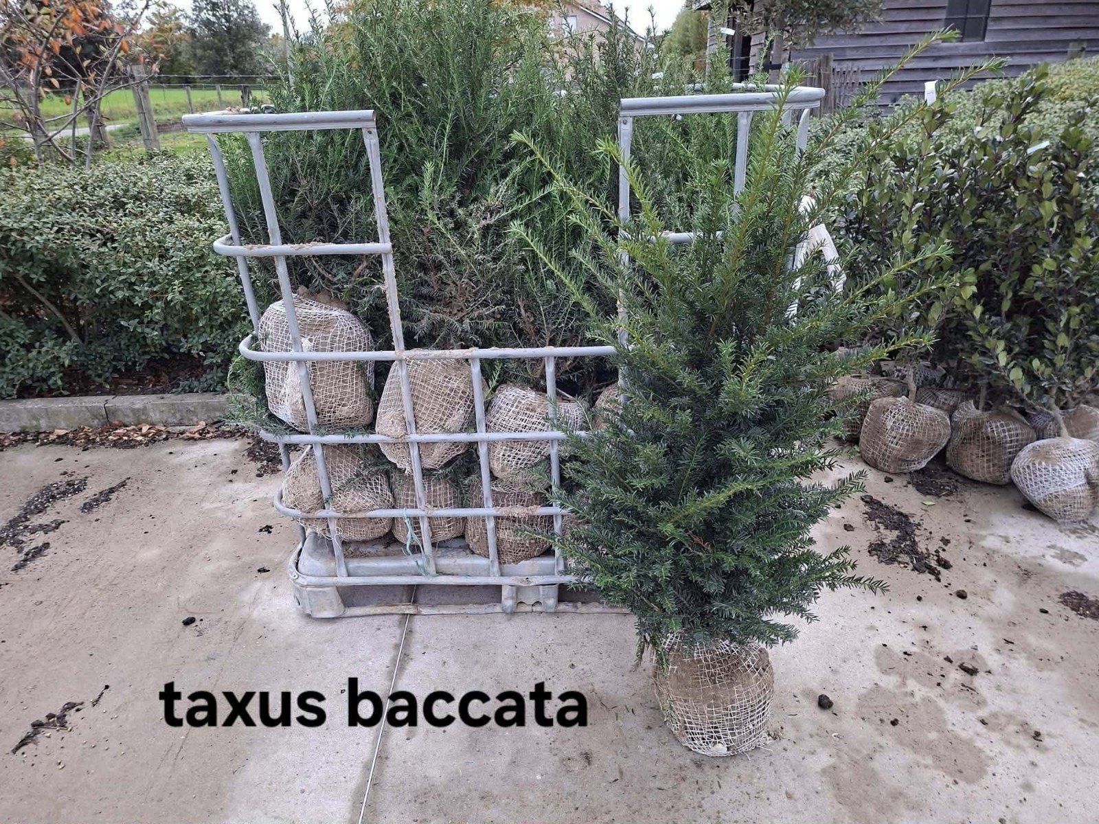 ‼️taxus baccata aan promoprijzen slechts 2per meter nodig ‼️, Ophalen