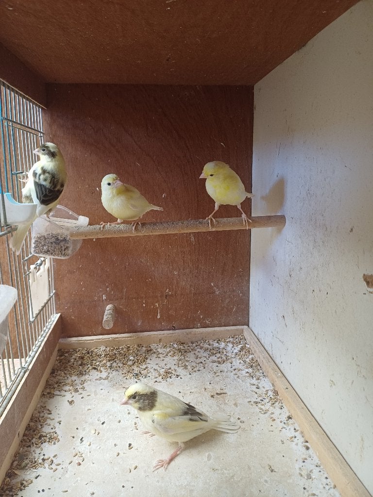 Kanaries, Dieren en Toebehoren
