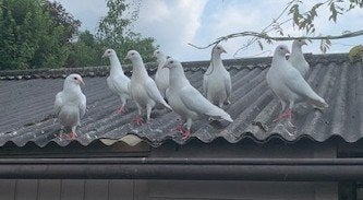 sierduiven, Sexe inconnu, Autres espèces