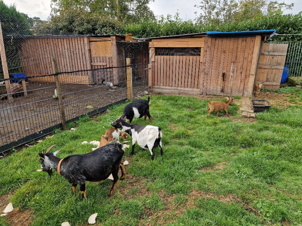 Dwerggeiten, Dieren en Toebehoren, Meerdere dieren, Geit, 0 tot 2 jaar