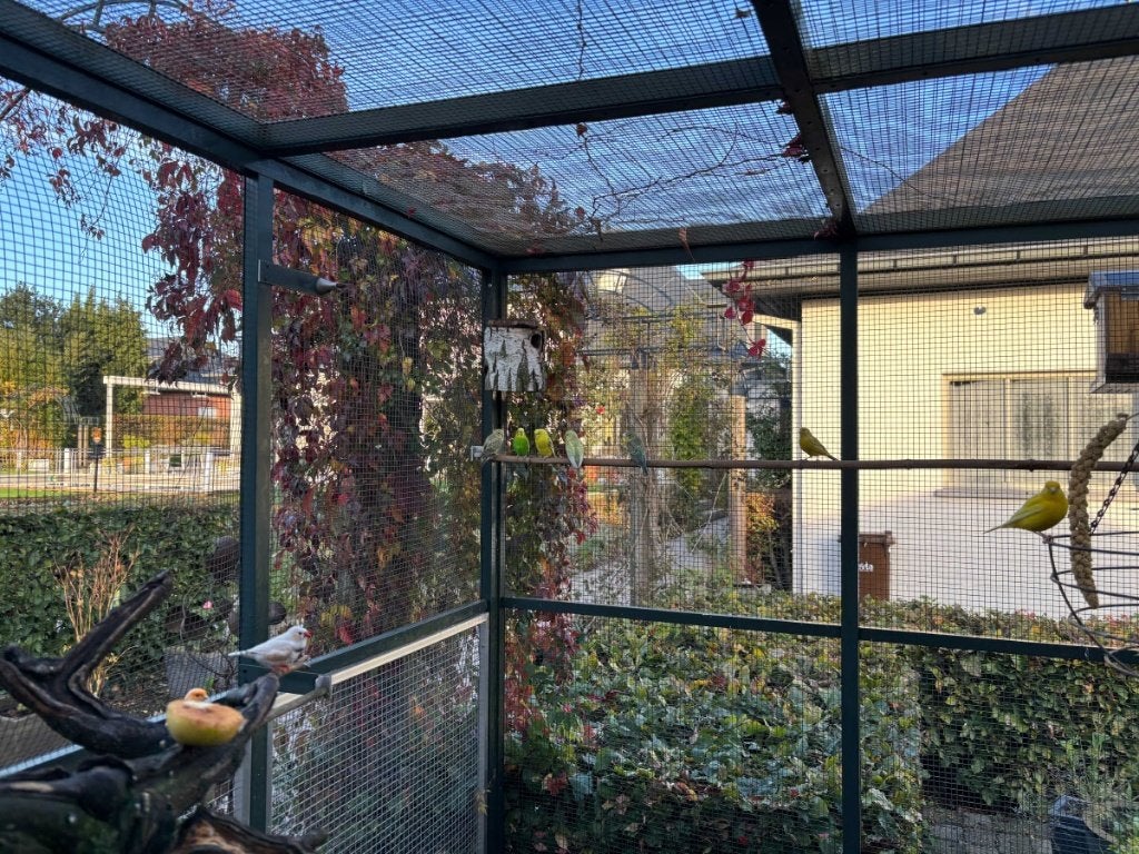 grasparkieten, Animaux & Accessoires, Sexe inconnu, Perruche