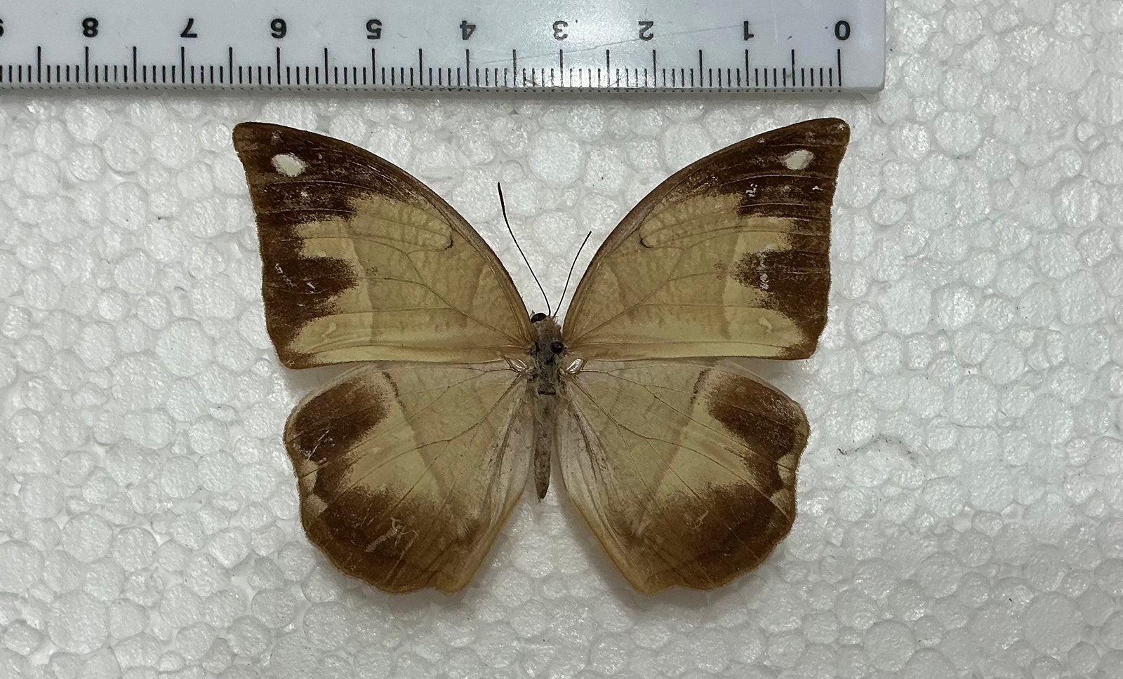 Allaemona prasopsuki Nishimura, 1999, ZELDZAAM, Verzamelen, Dierenverzamelingen, Ophalen, Gebruikt, Insect, Opgezet dier