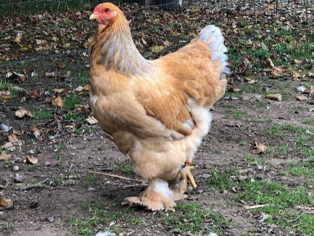 Brahma groothoen, Dieren en Toebehoren, Vrouwelijk