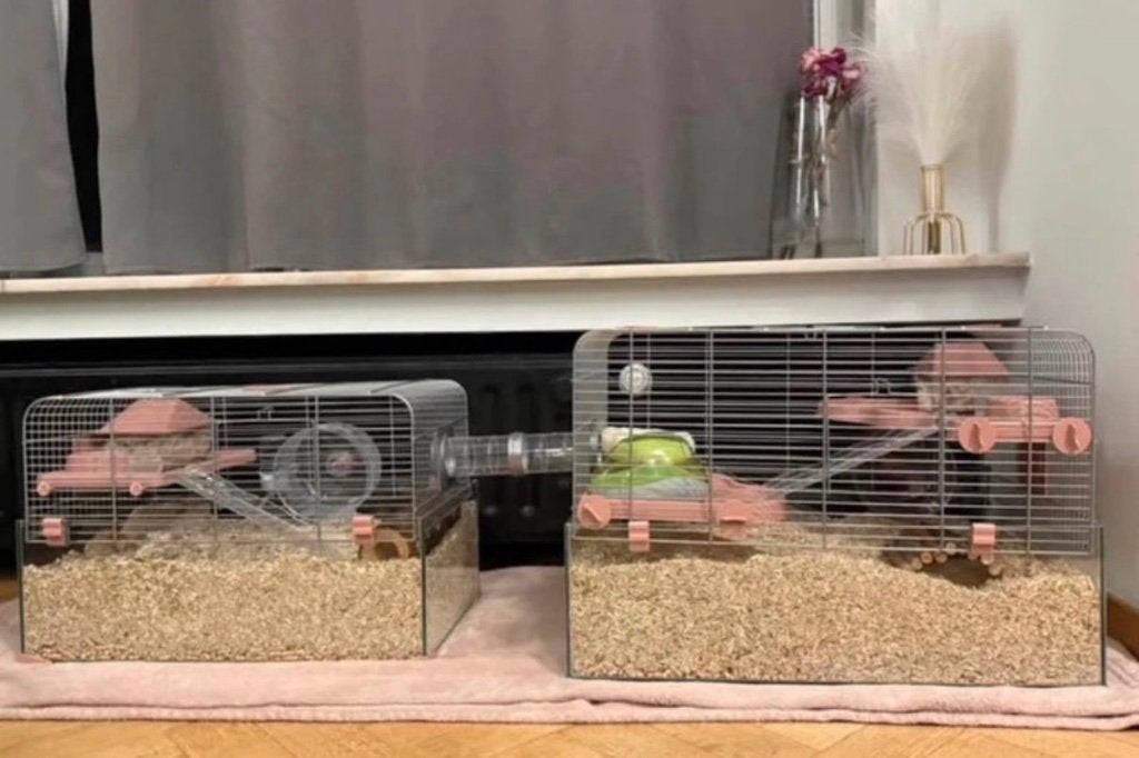 2 cages à hamster Zolux Panas 50 + 60, Enlèvement ou Envoi, Cage, Moins de 75 cm, Utilisé