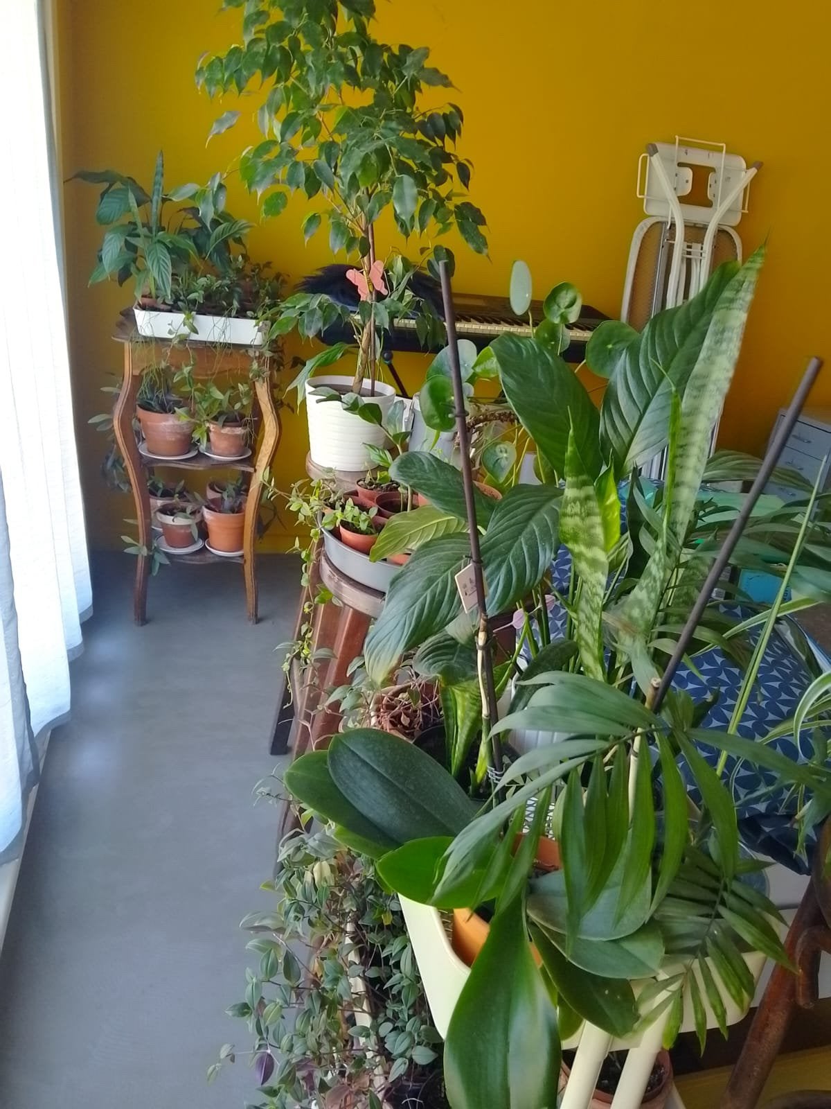 Kamerplanten, Maison & Meubles, Enlèvement, Autres espèces