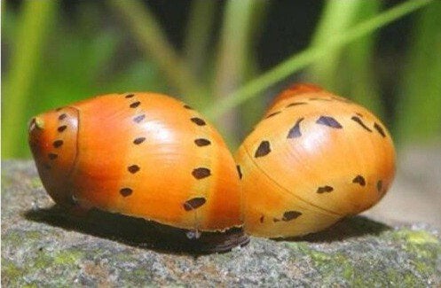 Neritina slakken, Dieren en Toebehoren, Vissen | Aquariumvissen, Slak of Weekdier, Zoetwatervis, Schoolvis