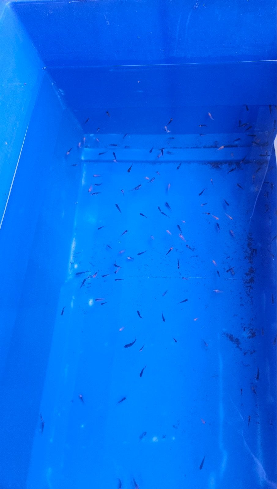 200 jonge kois 6 weken oud