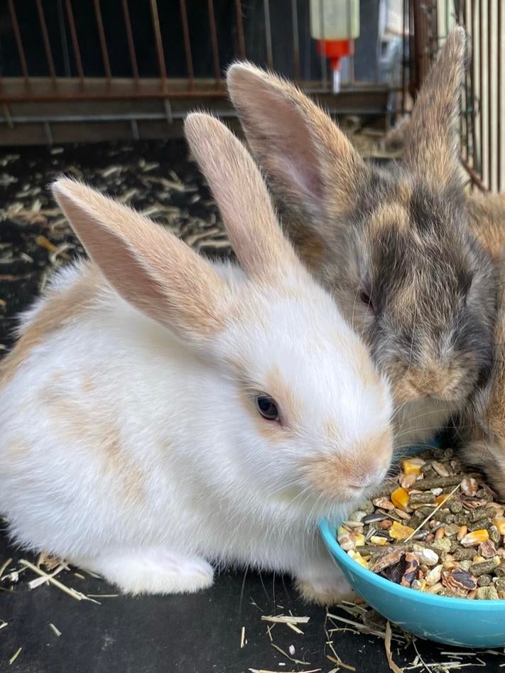Konijntjes, Dieren en Toebehoren, Konijnen, Dwerg