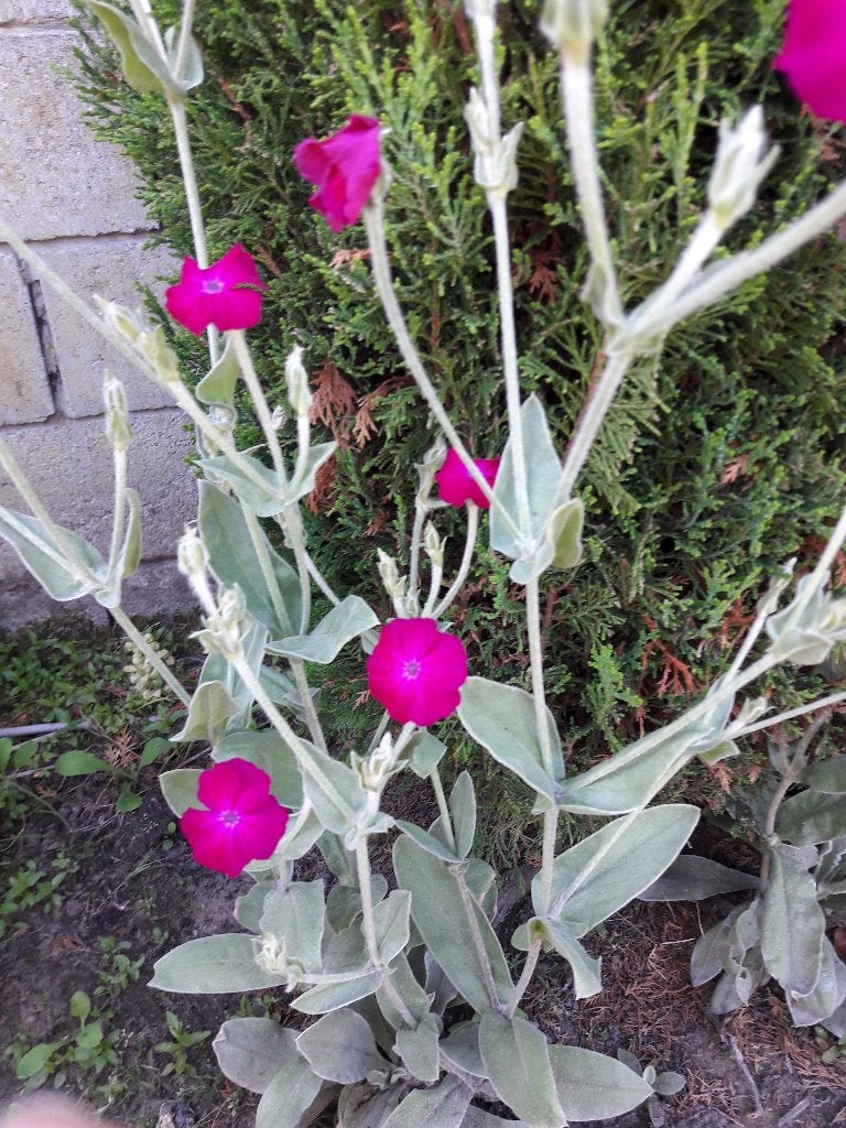 prikneus vaste plant, Ophalen, Vaste plant