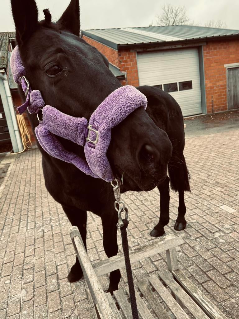Super lieve recreatie (Draver) merrie, Dieren en Toebehoren, Paarden, Merrie, 160 tot 165 cm, Recreatiepaard, 11 jaar of ouder