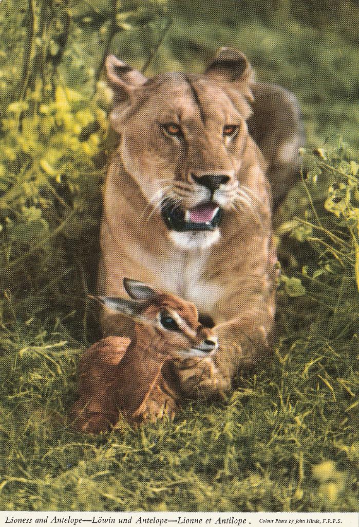LEEUWIN  met  haar  prooi, Verzamelen, Postkaarten | Dieren, Verzenden, Ongelopen, Wild dier