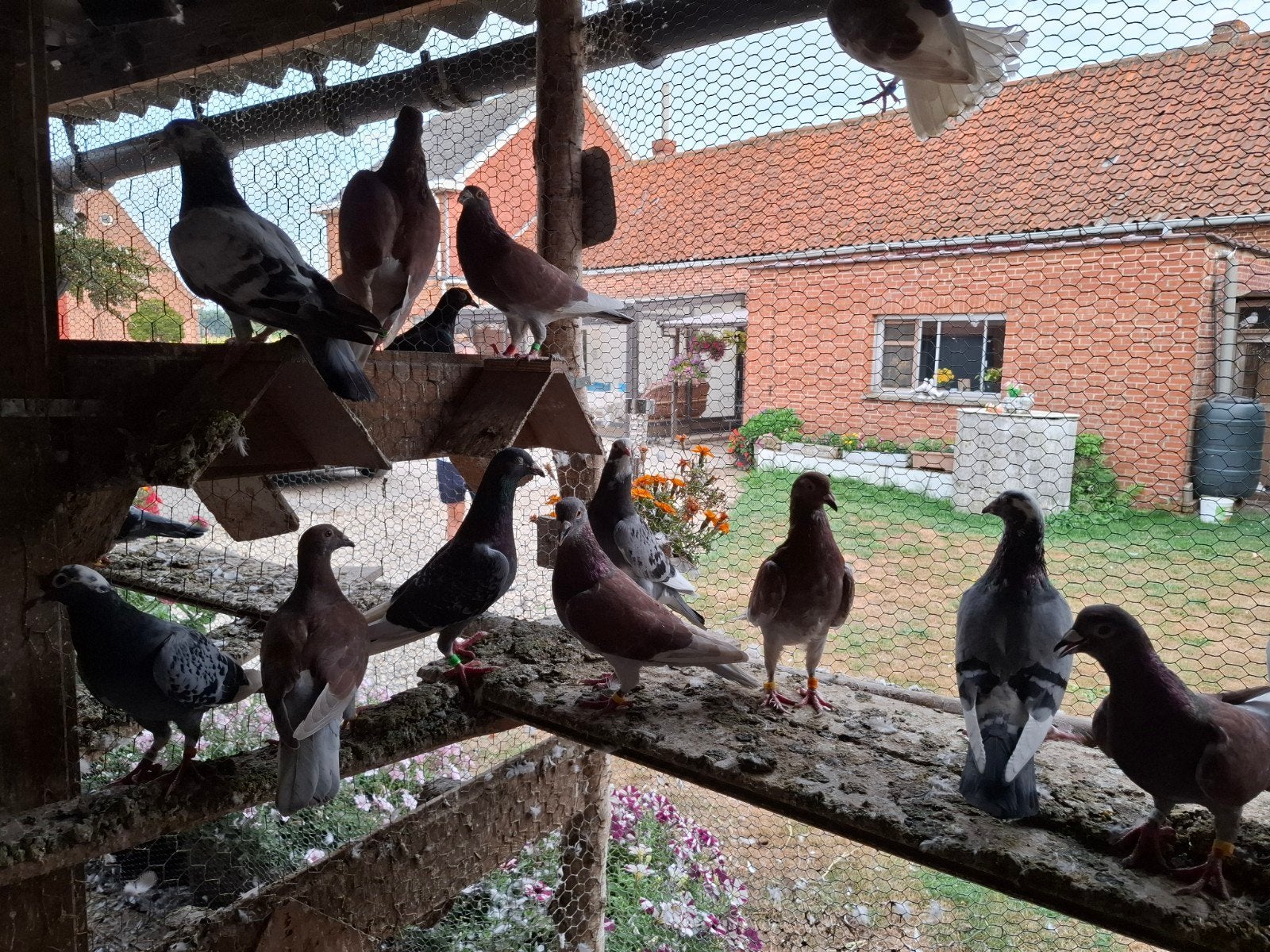 kleurpostduiven en gewone postduiven., Dieren en Toebehoren, Vogels | Duiven, Meerdere dieren, Postduif
