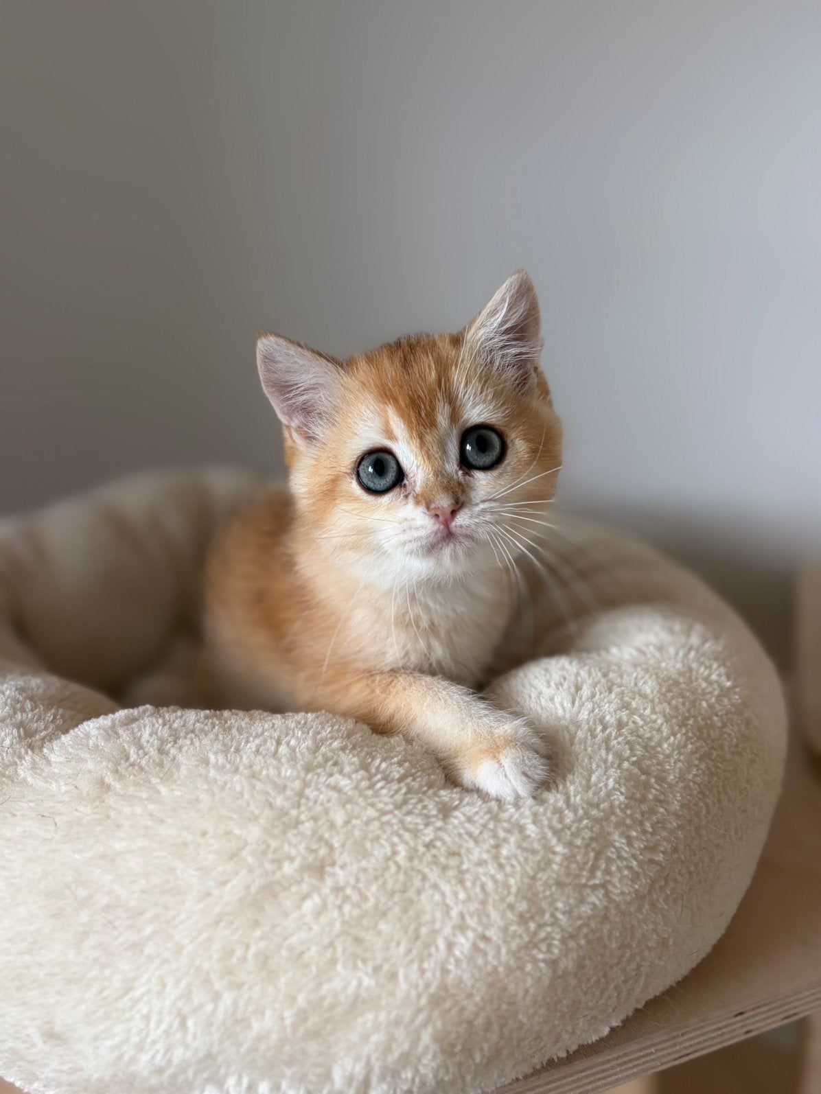 Prachtig brits korthaar poesje black golden shaded, Dieren en Toebehoren, Katten en Kittens | Raskatten | Korthaar, Met stamboom