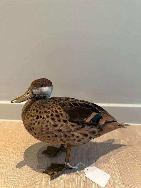 Opgezette Eend, Ophalen