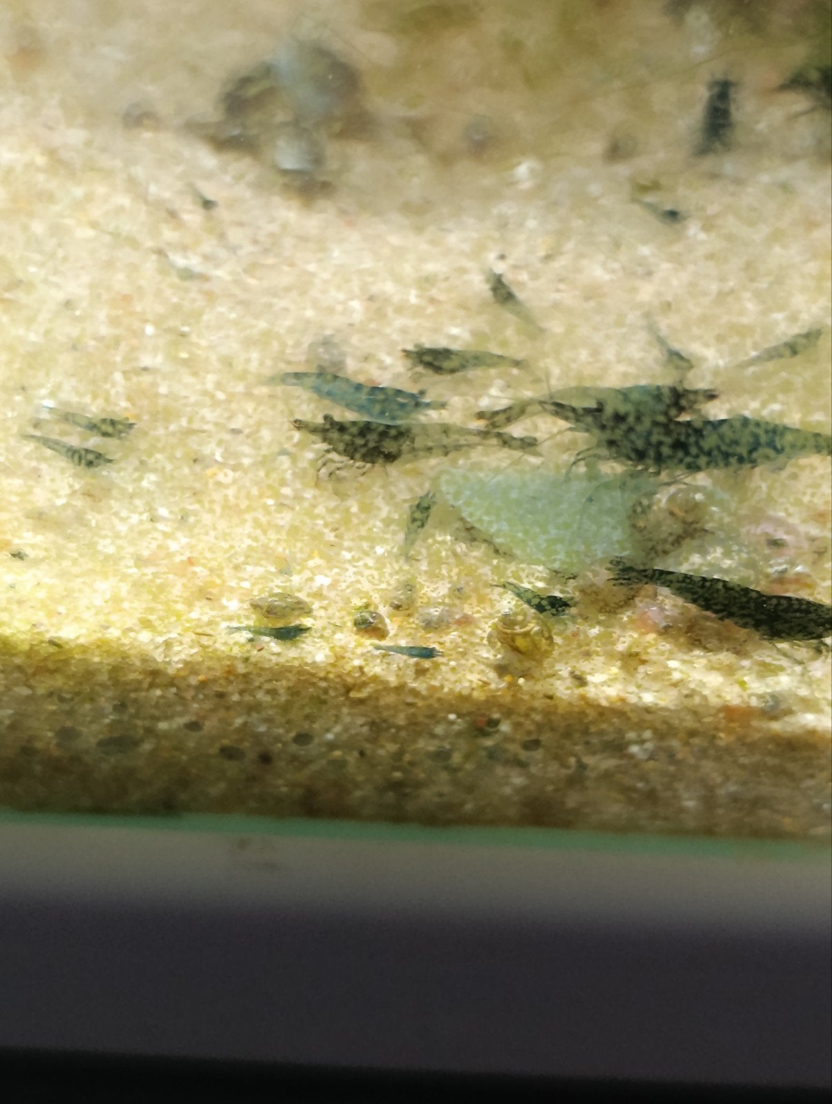 Garnalen Blauw, Kreeft, Krab of Garnaal, Zoetwatervis