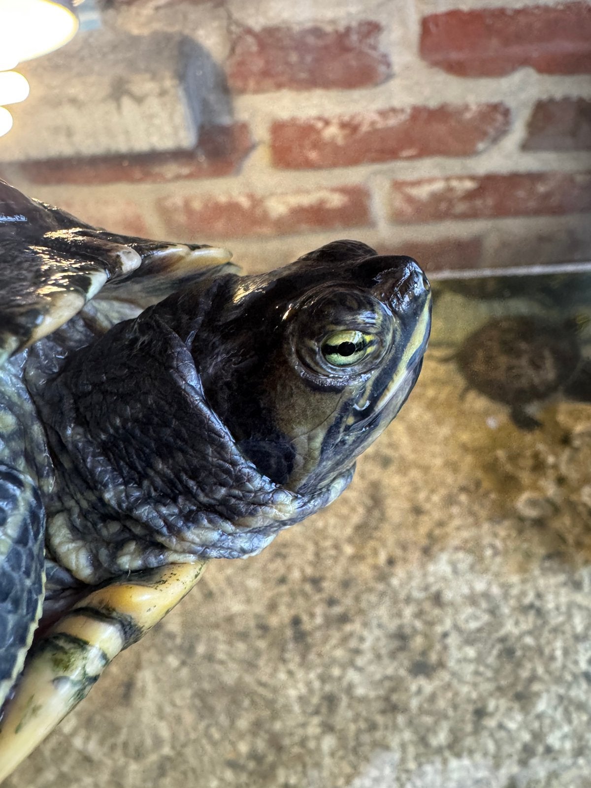 Grote waterschildpad