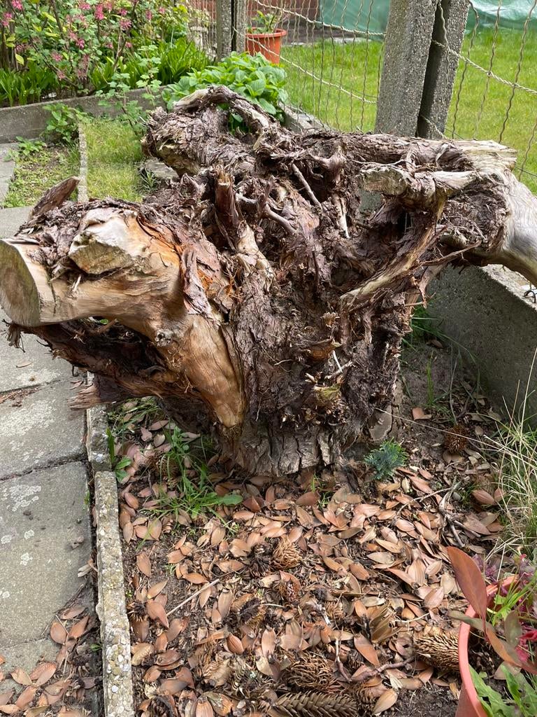 Gratis hout boomstammen/ sierhout, Tuin en Terras, Brandhout, Minder dan 3 m³, Ophalen, Overige houtsoorten, Stammen